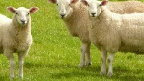 Halil Usta Kurbancılık